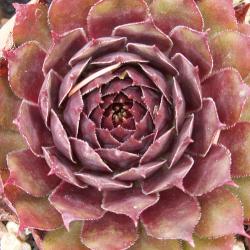 Sempervivum - Dachwurz - Hauswurz